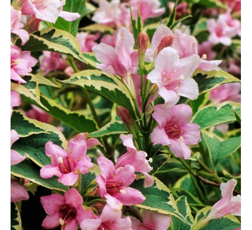 Вейгела цветущая Нана Вариегата (Nana Variegata) C 2,5